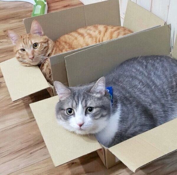仲良く箱の中に入るトロくん、シオくん