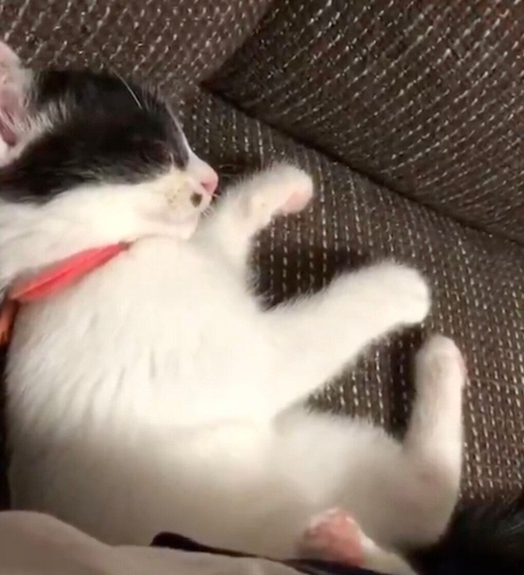 遊んでいる途中で寝てしまうらんちゃん