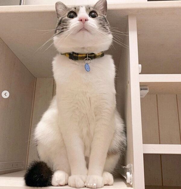 お座りするコタツくん