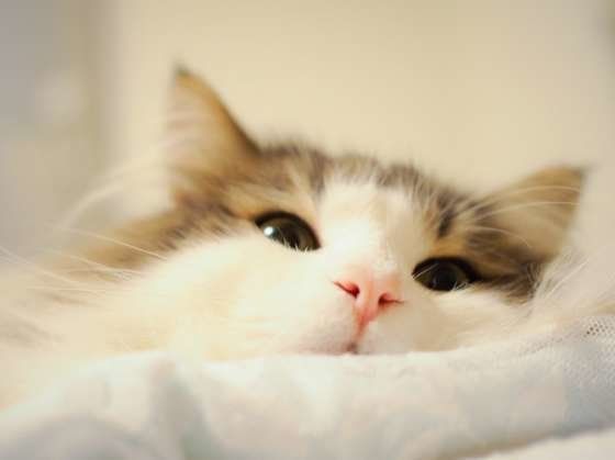 ノルウェージャンフォレストキャットのランスロットくんから、添い寝のお誘いです♡