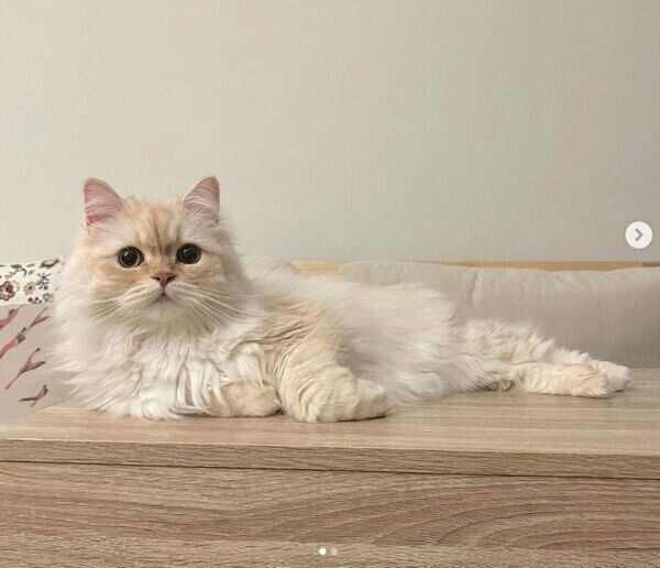 見つめるハウルくん