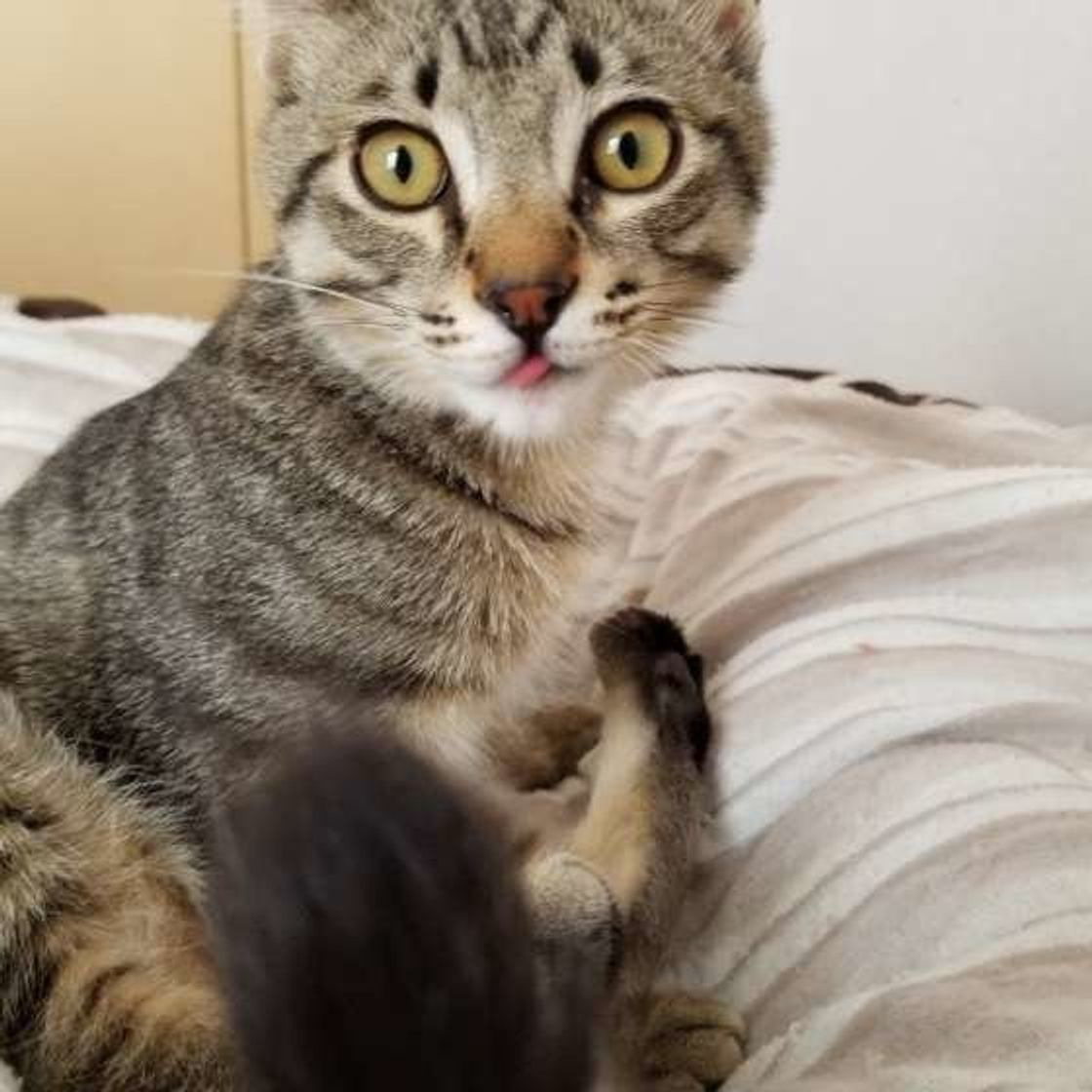 何気ないしぐさだけど気づいて 猫が飼い主に見せる 大好きサイン10 ねこのきもちweb Magazine 何気ないしぐさだけど気づいて 猫が飼い主に見せる 大好きサイン10 ねこのきもちweb Magazine
