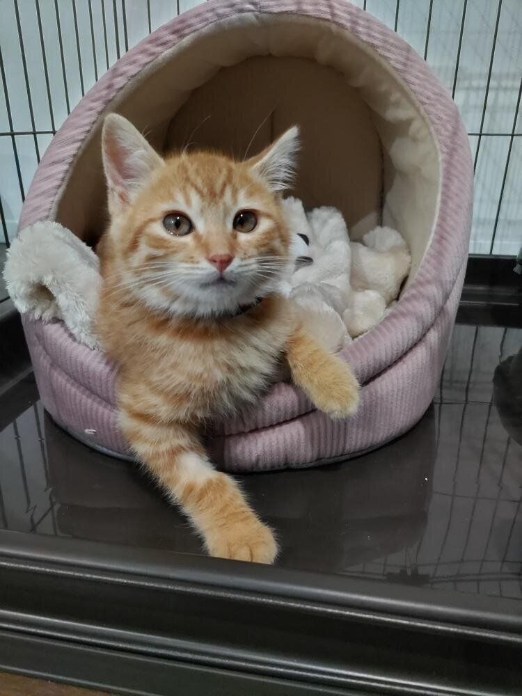 ベッドから乗り出す子猫