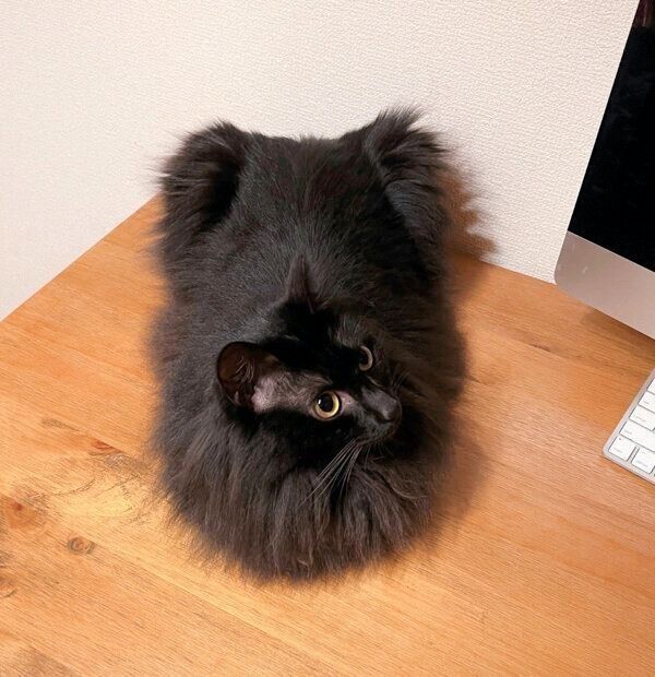 くつろぐつきみちゃん