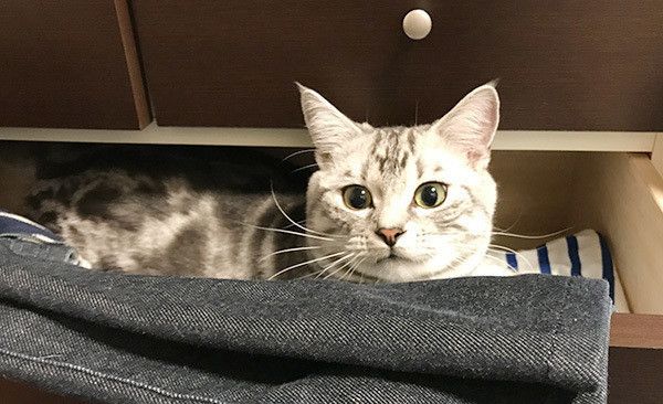 見つめるアメリカンショートヘア