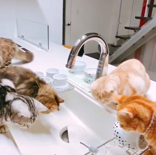 「流し台」のチェックが厳しいアメリカンショートヘアとミヌエット