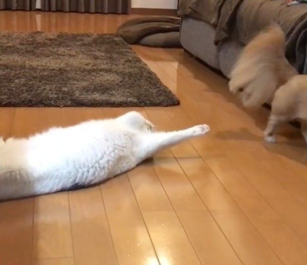 三毛猫のシラスちゃんとチワックスのポテチちゃん