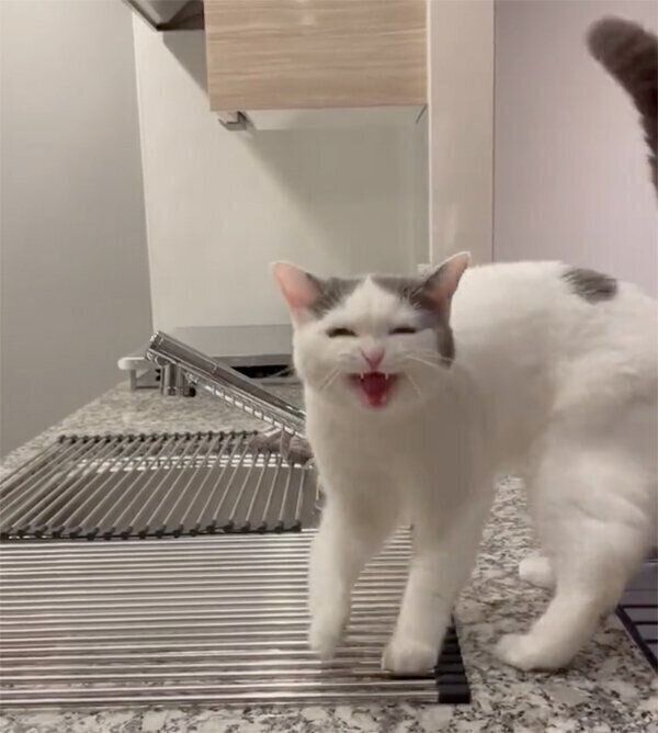 返事をするフクちゃん