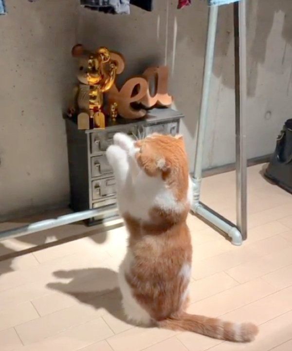 おねだりポーズをするスコティッシュフォールド