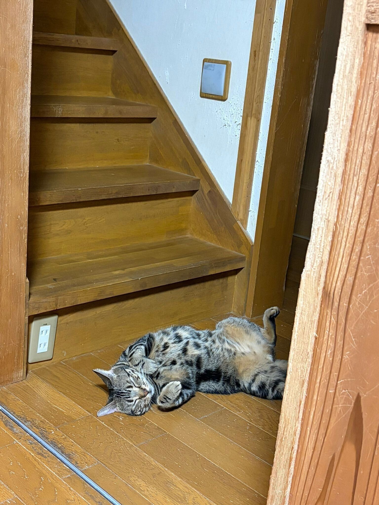 あおむけになって寝転がるはちべえくん　その場所が笑いを誘う