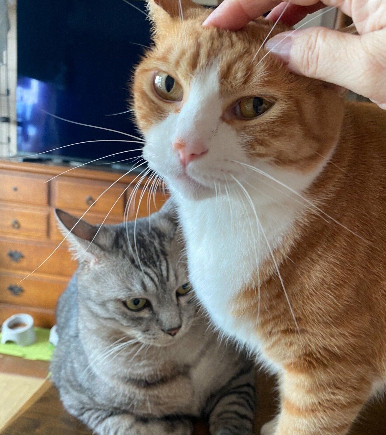 兄猫・ぐー太くん、チャイくん