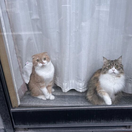 窓の外を眺めるうにくん