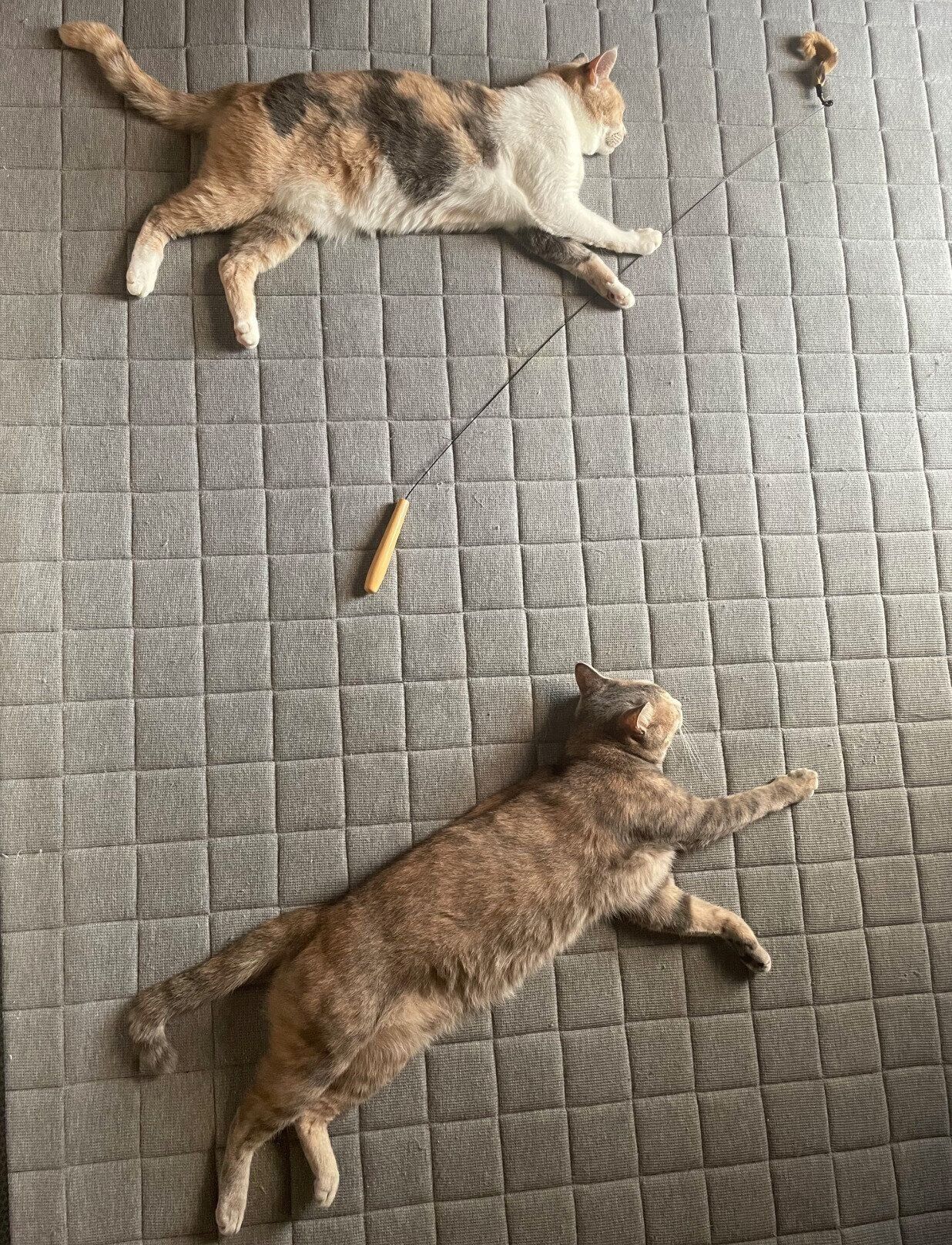 仲良くまったりするきなこちゃん、あんこちゃん。