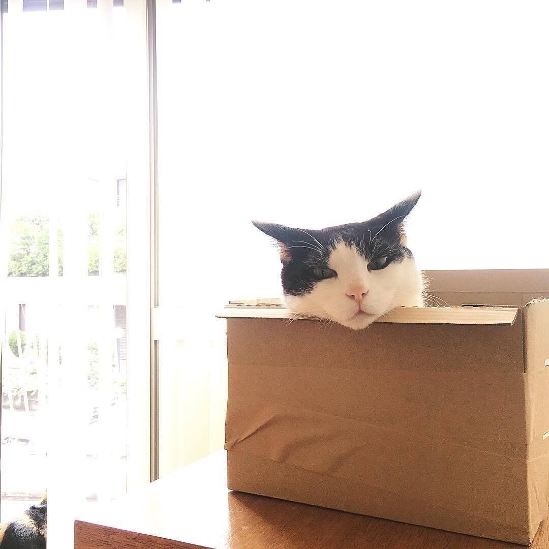 箱に入る猫