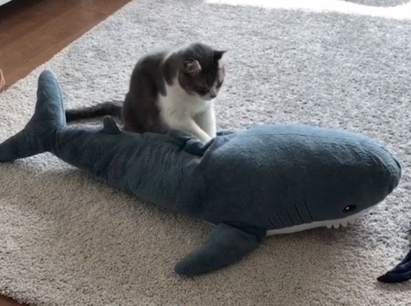 ぬいぐるみの疲れをほぐす猫