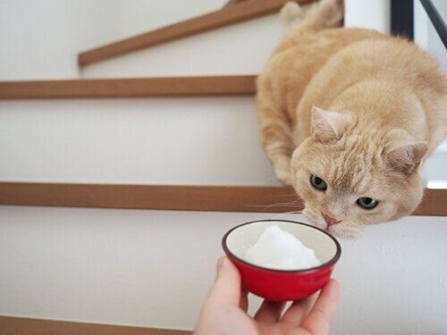 初めて見る 謎の白いふわふわ に興味津々 連載 マンチカンのぷーちゃん 9 ねこのきもちweb Magazine