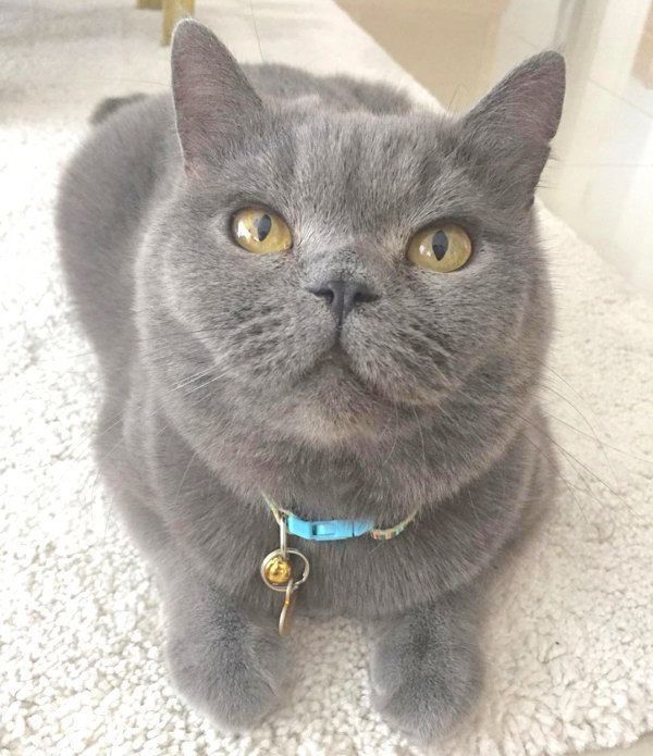 元保護猫・ブリティッシュショートヘアのルナ子ちゃん