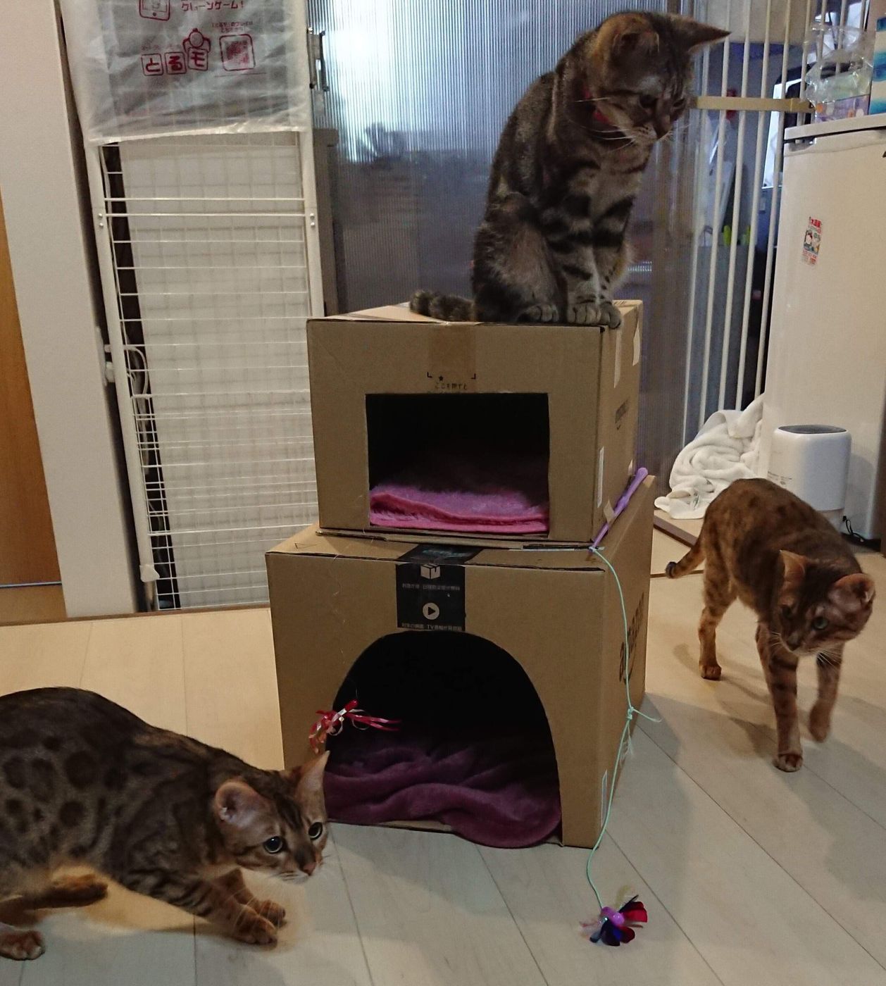 捨てるだけ の空き 段ボール を猫グッズに活用したい みんなの手作り猫グッズ3選 ねこのきもちweb Magazine 捨てるだけ の空き 段ボール を猫グッズに活用したい みんなの手作り猫グッズ3選 ねこのきもちweb Magazine