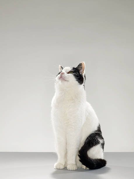 ブラックとホワイトの猫の見上げる