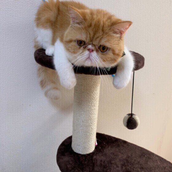 くつろぐエキゾチックショートヘア