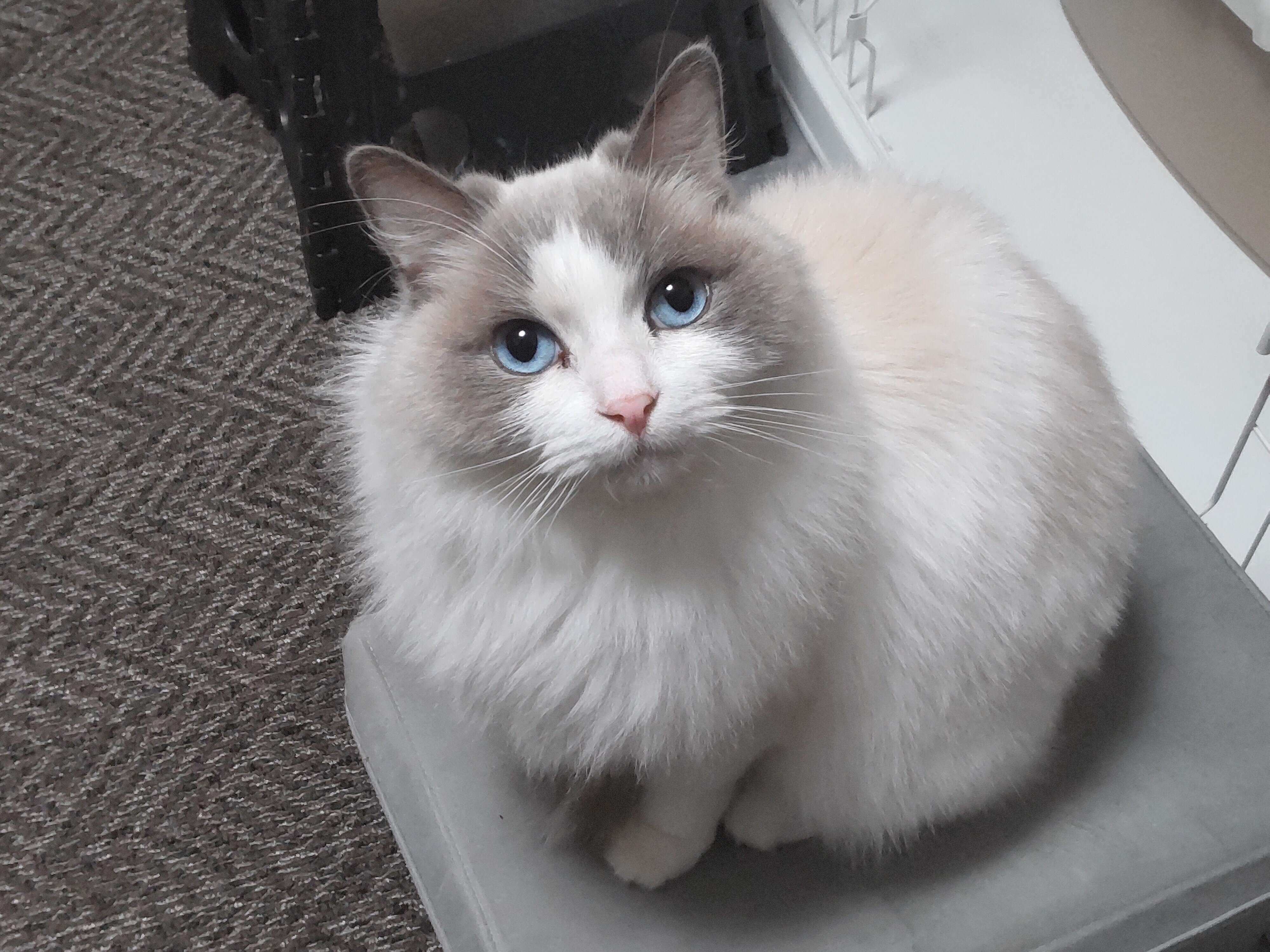 飼い主を見上げる猫