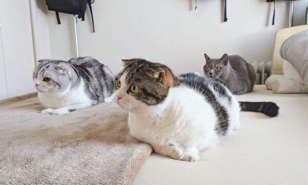 動きがシンクロする3匹