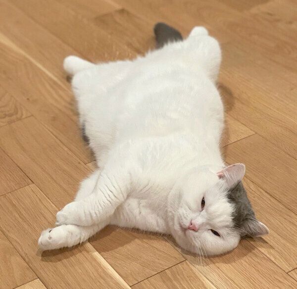 ヘソ天するカツヲくん