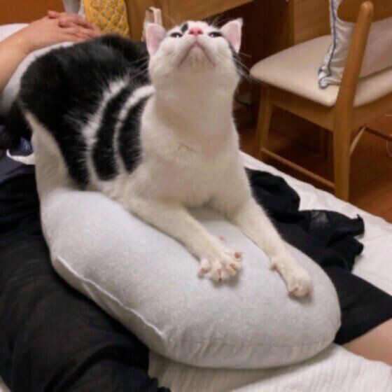 ふみふみする福くん（MIX）