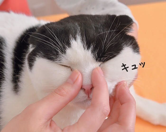 猫の目頭の間のマッサージ