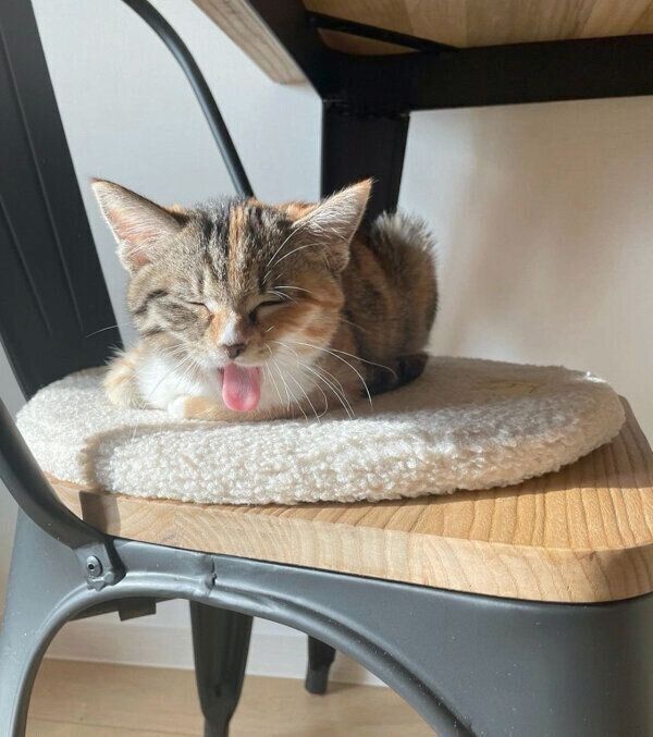 まったりするみそちゃん