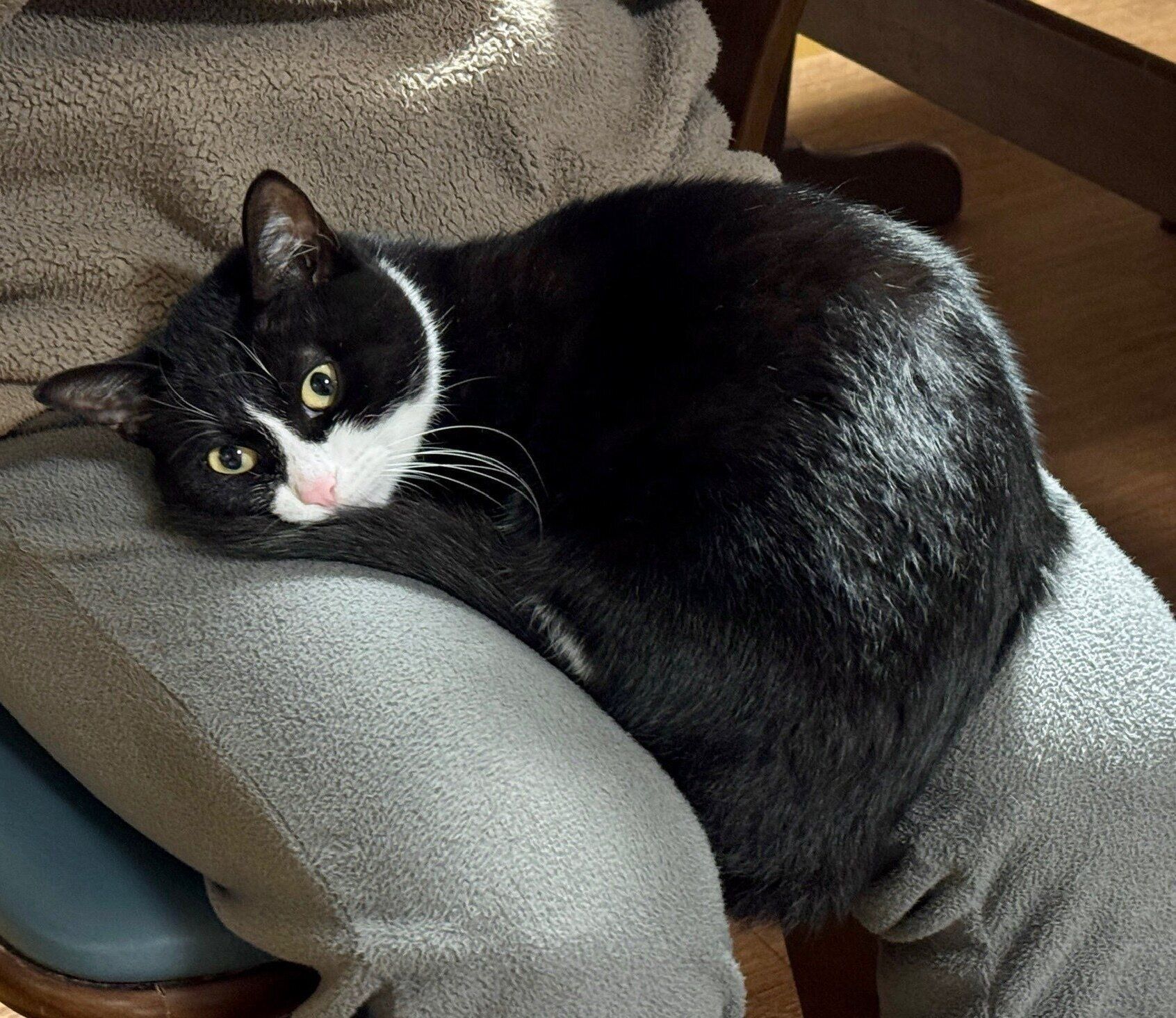 膝の上に乗るタビちゃん