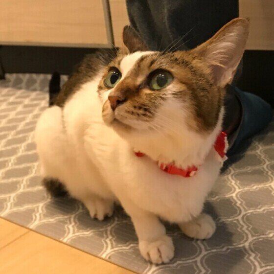 足元でごはんを待つ猫