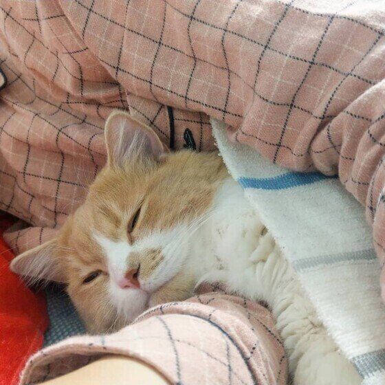 添い寝するマンチカン・ロングヘア