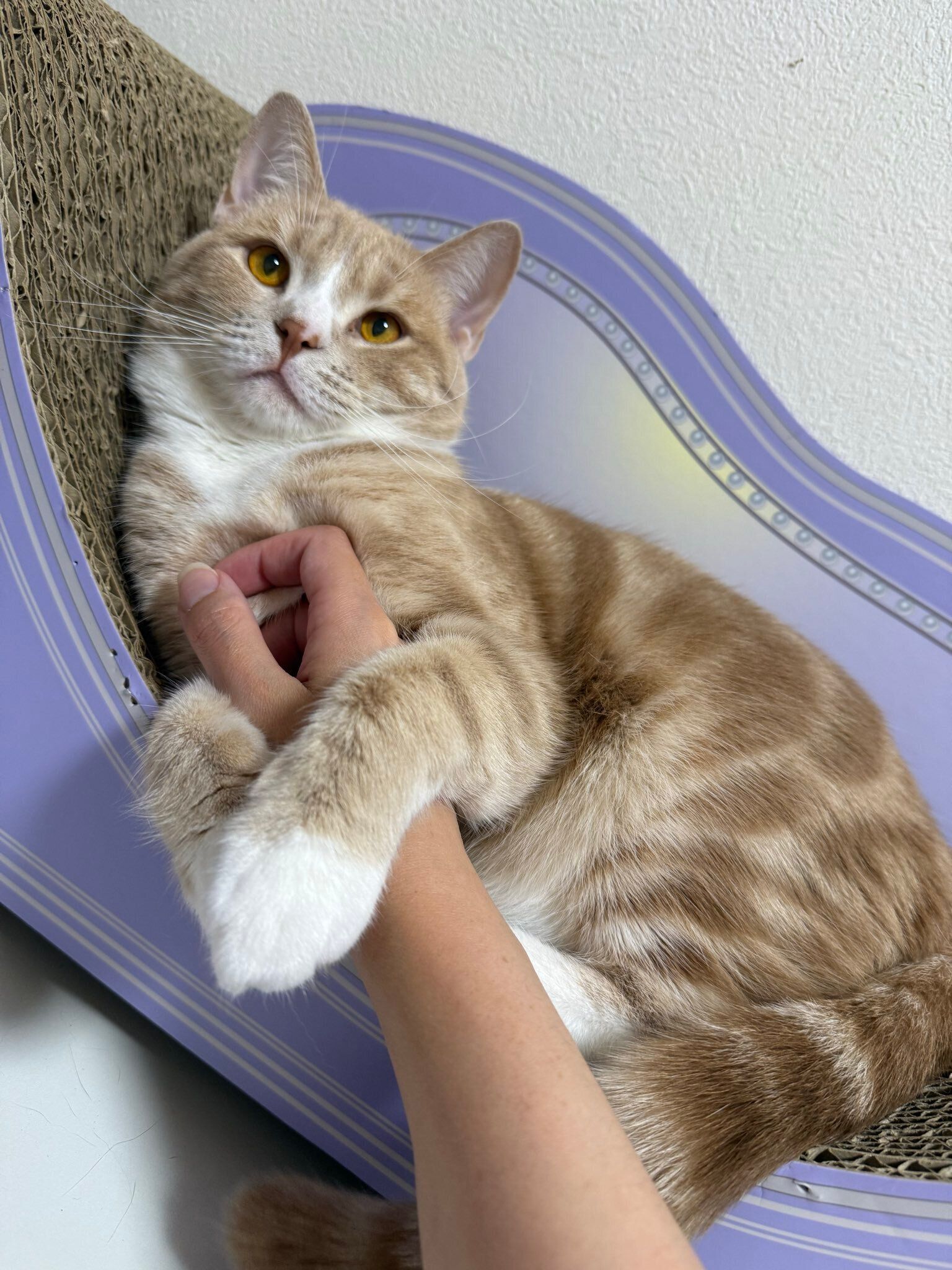飼い主に甘えるスコティッシュフォールド