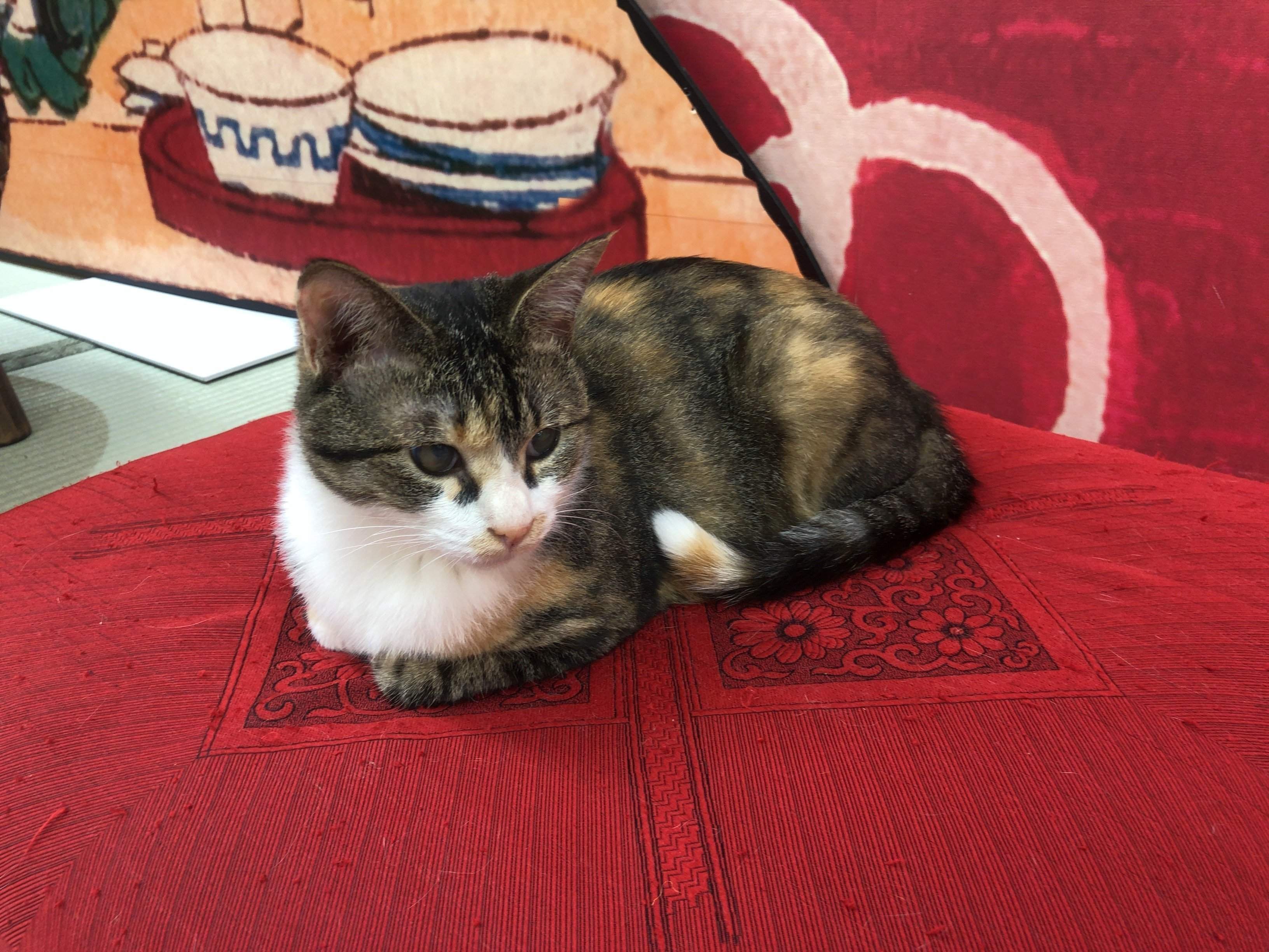 箱座り猫ちゃん