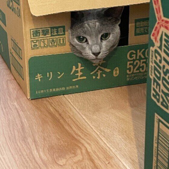 箱に入るロシアンブルー