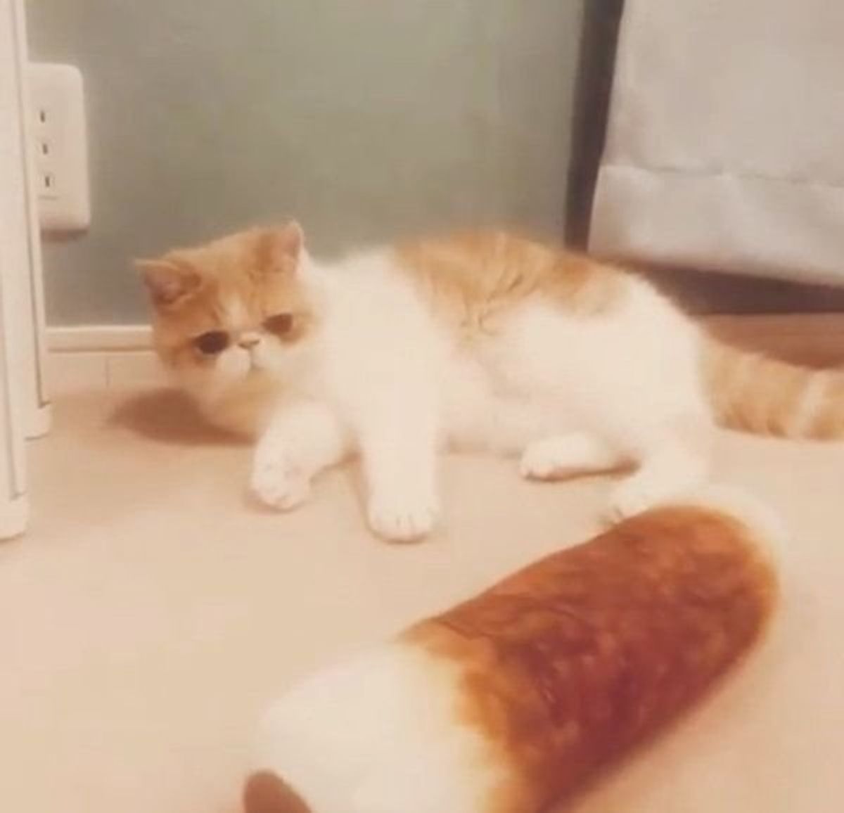 ニャンだこれ 巨大ちくわ を目にした猫の反応がかわいすぎ ねこのきもちweb Magazine ニャンだこれ 巨大ちくわ を目にした猫の反応がかわいすぎ ねこのきもちweb Magazine