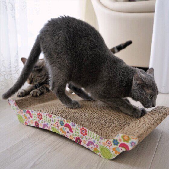 ロシアンブルーのルナちゃん