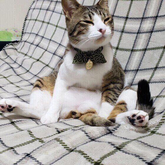 おじさんのようなくつろぎ方をするキジトラ