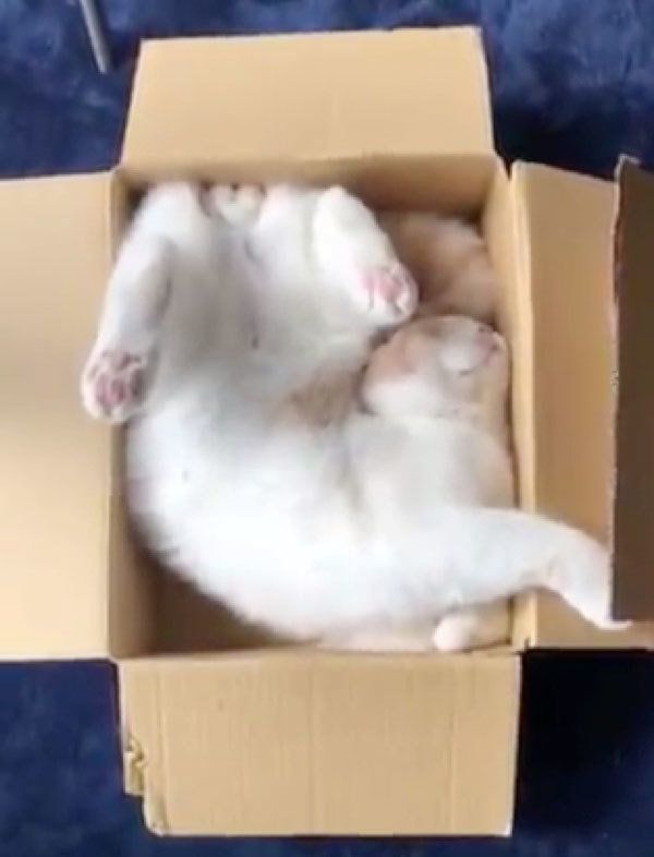 ダンボールに入るてんぷらちゃん