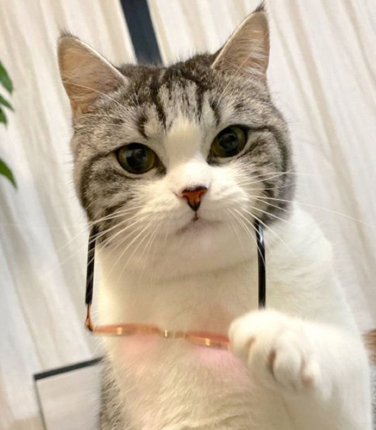 イケメン過ぎてビビる 圧倒的セレブ感 サングラスの外し方が最高な猫に大反響 ねこのきもちweb Magazine イケメン過ぎてビビる 圧倒的セレブ感 サングラスの外し方が最高な猫に大反響 ねこのきもちweb Magazine