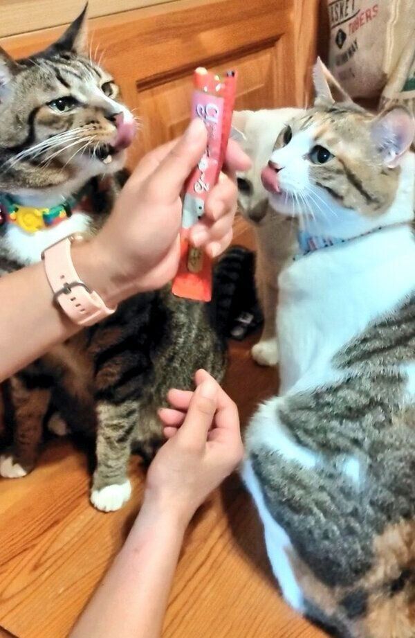 ちゅ〜るのまわりに集まる猫たち