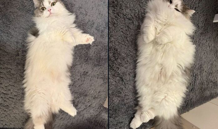 あめちゃんの比較写真