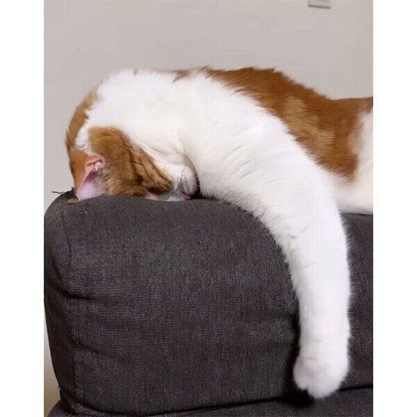 「ごめん寝」をするはなちゃん