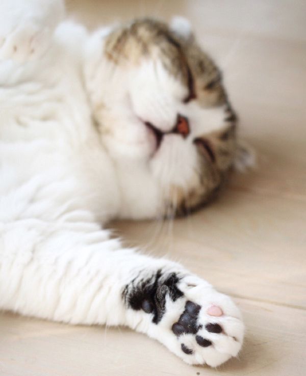 肉球がかわいい猫