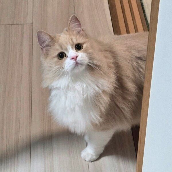 飼い主さんの様子を見に来たマシュちゃん