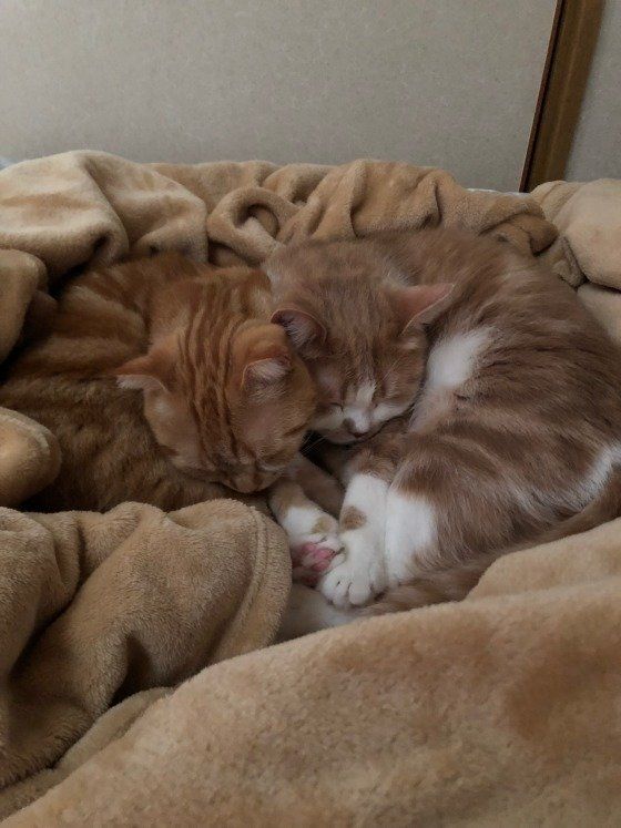 寒くなったので布団を２つに折って式パッドを掛けて薄手の毛布２枚で寝床を作ったら毎晩喜んで寝てます(*^_^*)