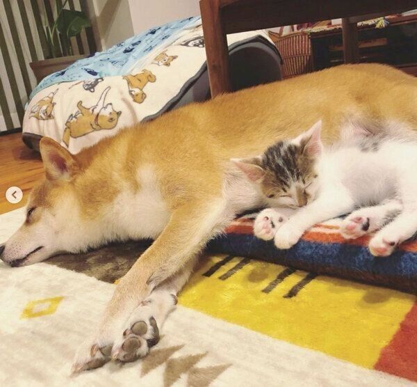 仲良く眠るちくわくんとリンタローくん