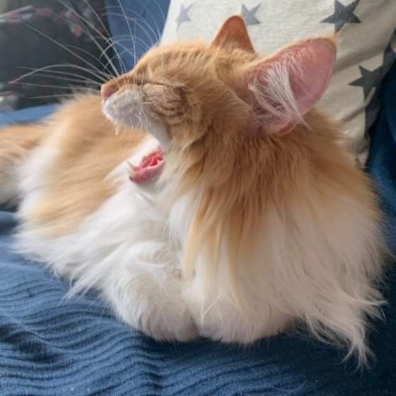 あくびをするメインクーン