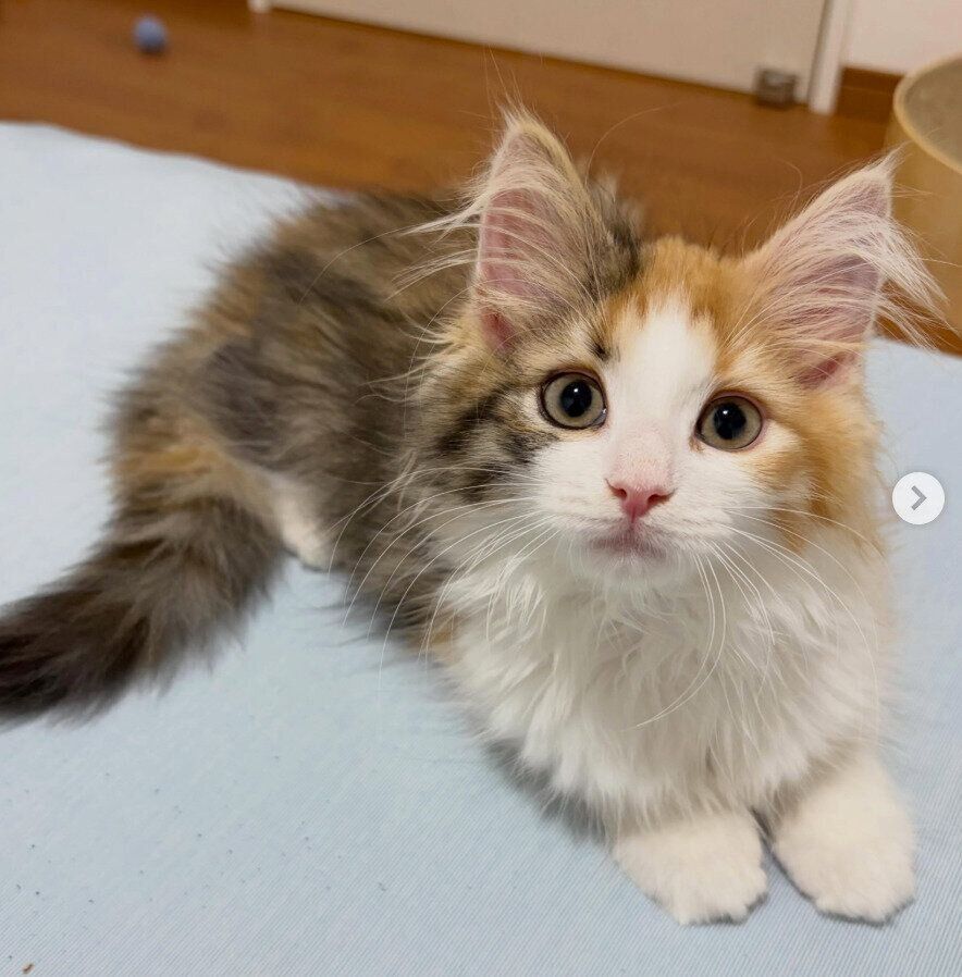 お迎え翌日のむうちゃん